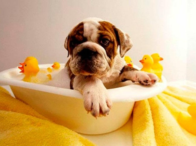 Medicina veterinaria preventiva